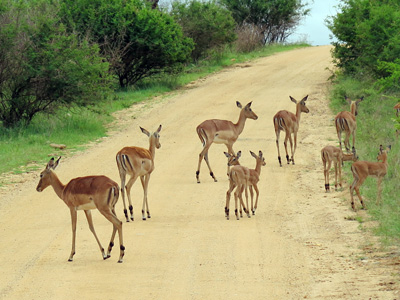 Impala, Kruger, South Africa 2013